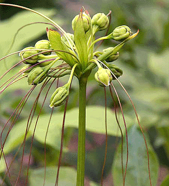 Image: The plant Tacca plantaginea (Photo courtesy of Top Tropicals).